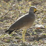 African Wattled Lapwing