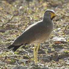 Vanneau du Sénégal