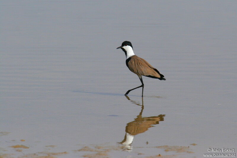 Spur-winged Lapwing