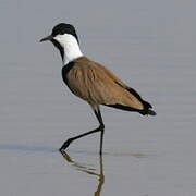 Spur-winged Lapwing