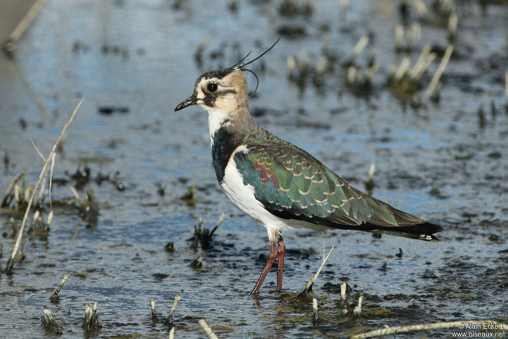 Northern Lapwing