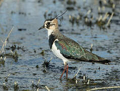 Northern Lapwing