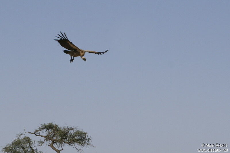 White-backed Vulture