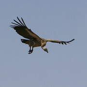 White-backed Vulture