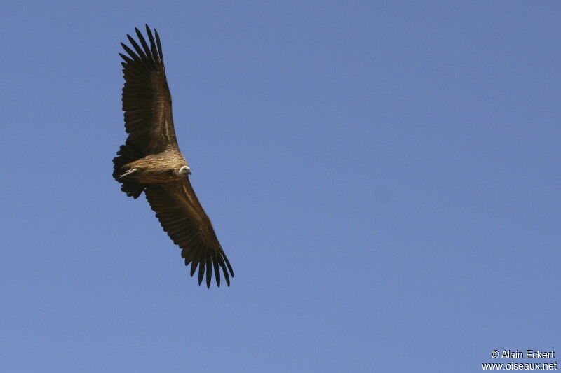 White-backed Vulture