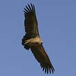 Vautour africain