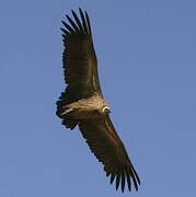 White-backed Vulture