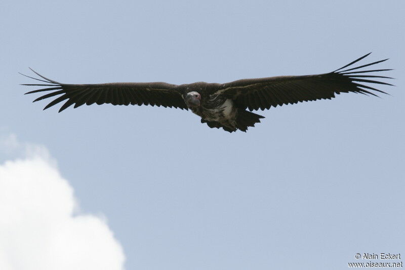 Lappet-faced Vulture