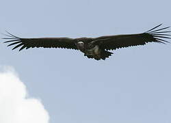 Lappet-faced Vulture