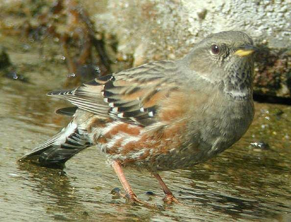 Alpine Accentor