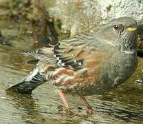 Alpine Accentor