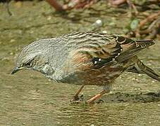 Accenteur alpin