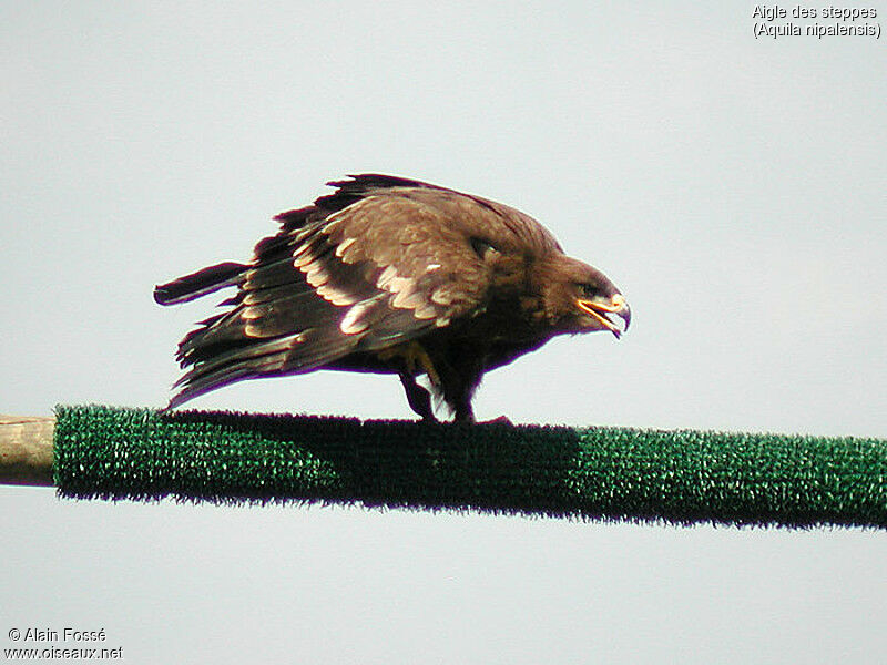 Steppe Eagle