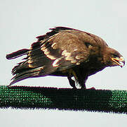 Steppe Eagle