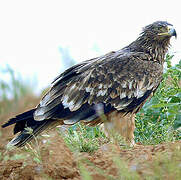 Eastern Imperial Eagle