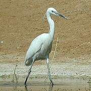 Aigrette des récifs