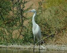 Western Reef Heron