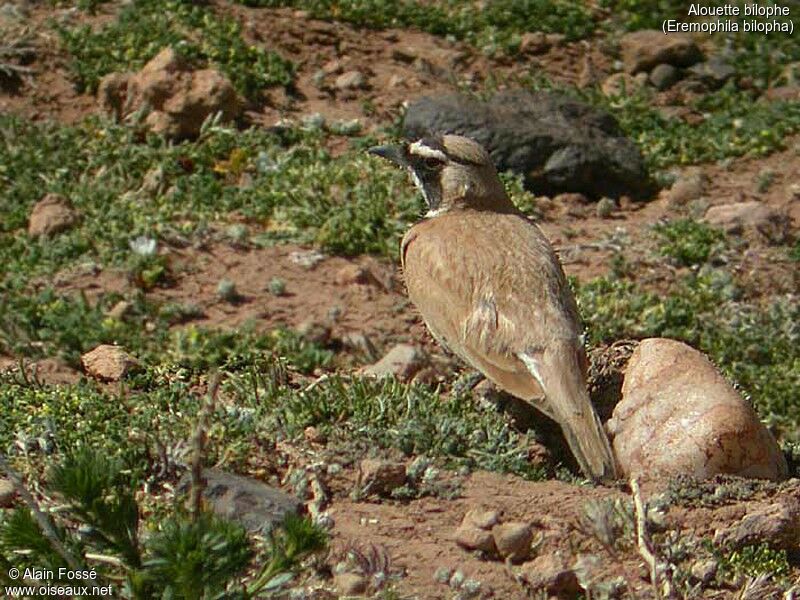 Temminck's Lark