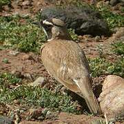 Temminck's Lark