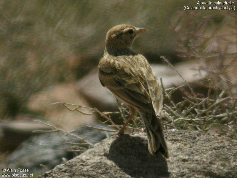 Greater Short-toed Lark