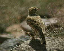 Greater Short-toed Lark