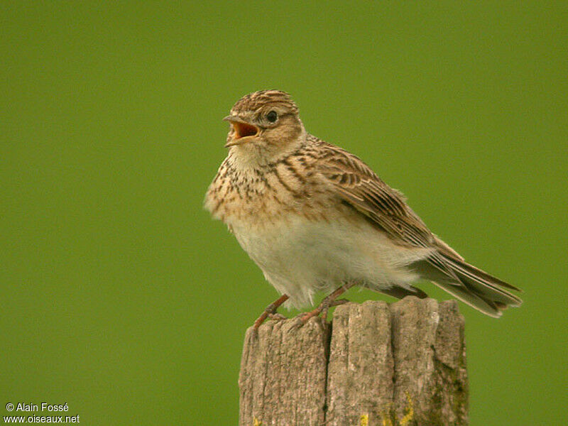 Eurasian Skylark