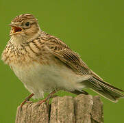 Eurasian Skylark