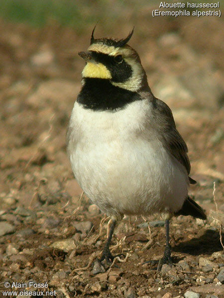 Horned Lark