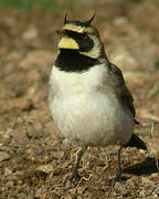 Horned Lark