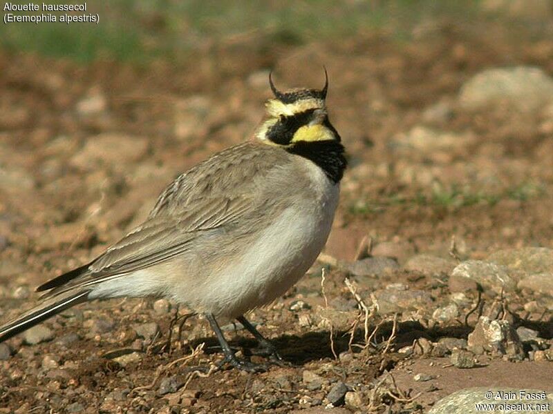 Horned Lark