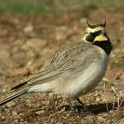 Horned Lark