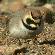 Horned Lark