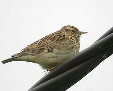 Woodlark