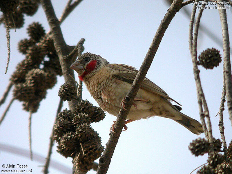 Cut-throat Finch