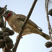 Cut-throat Finch