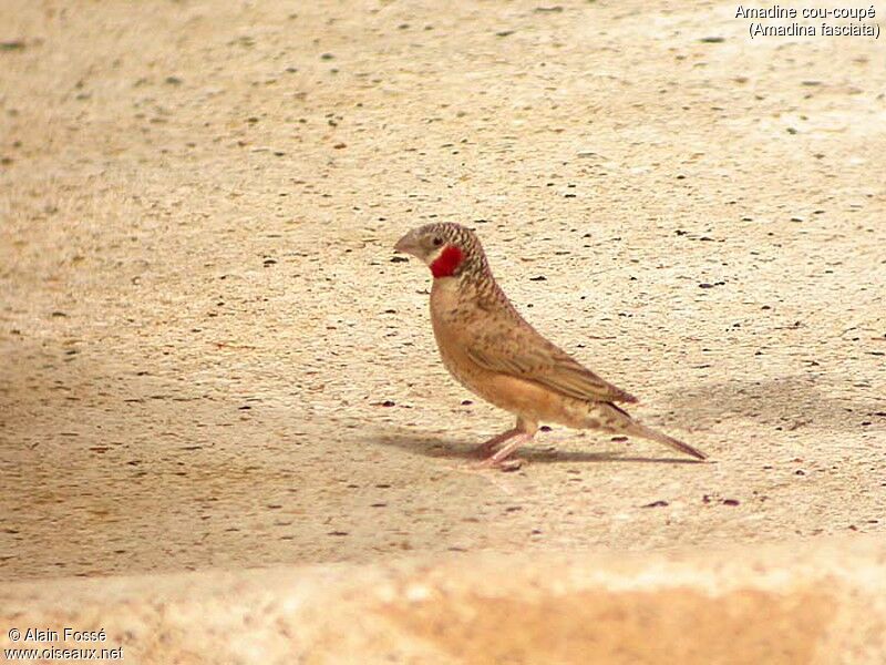 Cut-throat Finch