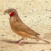 Cut-throat Finch