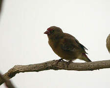 Red-billed Firefinch