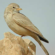 Desert Lark