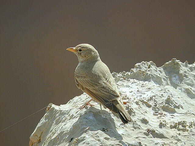 Desert Lark