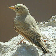 Desert Lark