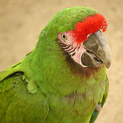 Great Green Macaw