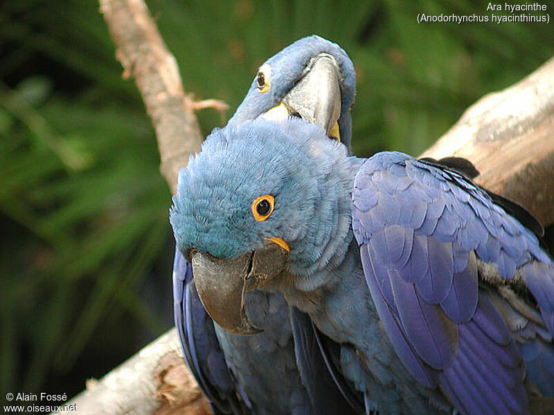 Hyacinth Macaw