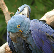 Hyacinth Macaw