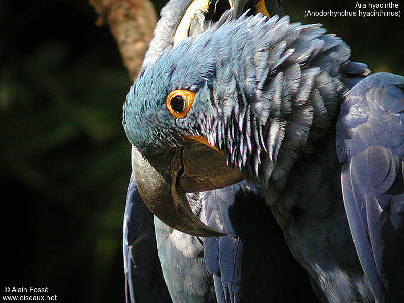 Hyacinth Macaw