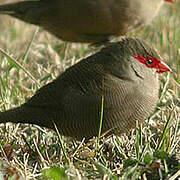 Common Waxbill