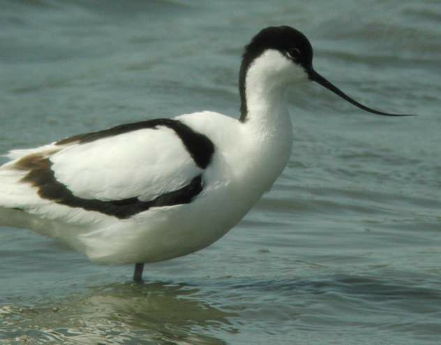 Pied Avocet