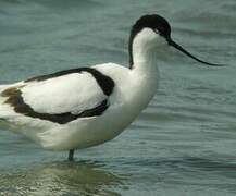 Avocette élégante