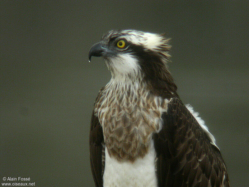 Western Osprey