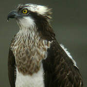 Western Osprey